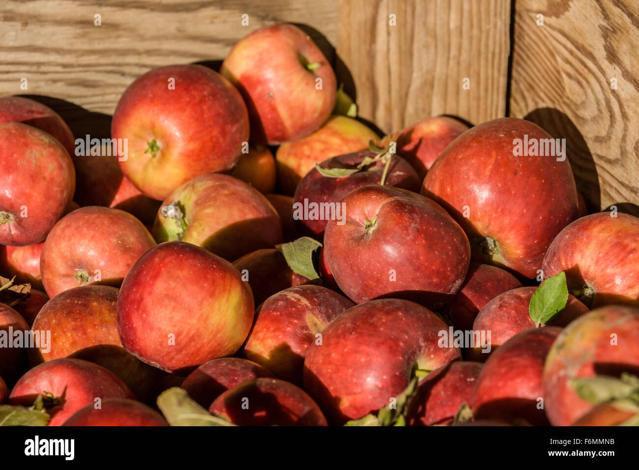 Un bac de la Winesap pommes pour la vente au pays des filles du tapis ferme près de Hood River, Oregon, USA. Banque D'Images