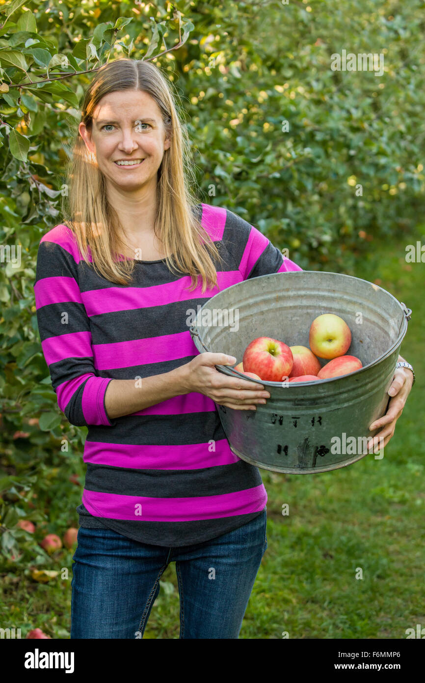 Femme tenant un seau de pommes Honeycrisp fraîchement cueillies au pays des filles du tapis ferme près de Hood River, Oregon, USA. Banque D'Images