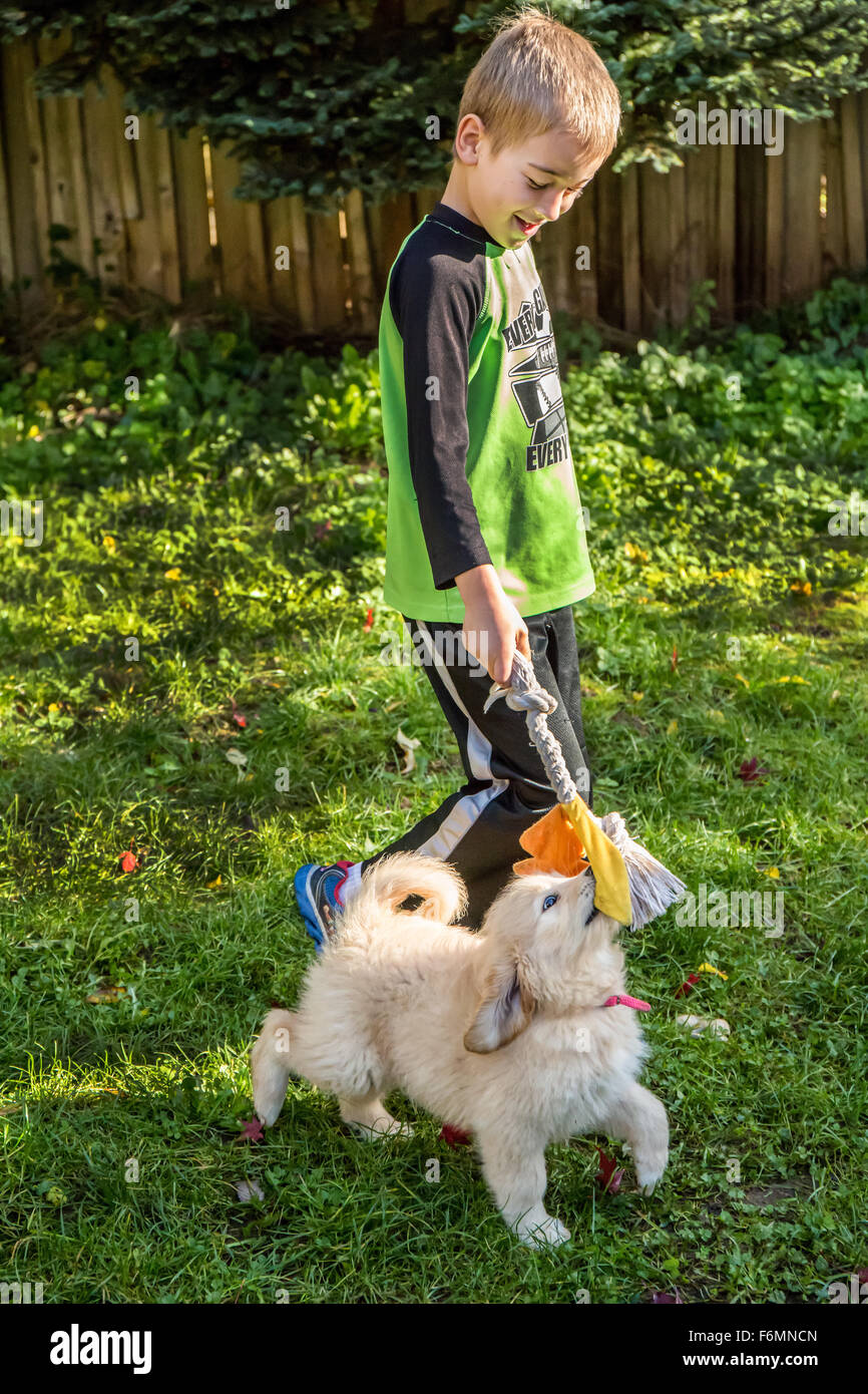 Sept ans, Garçon jouant avec un remorqueur dix semaines chiot Goldendoodle dans Issaquah, Washington, USA Banque D'Images