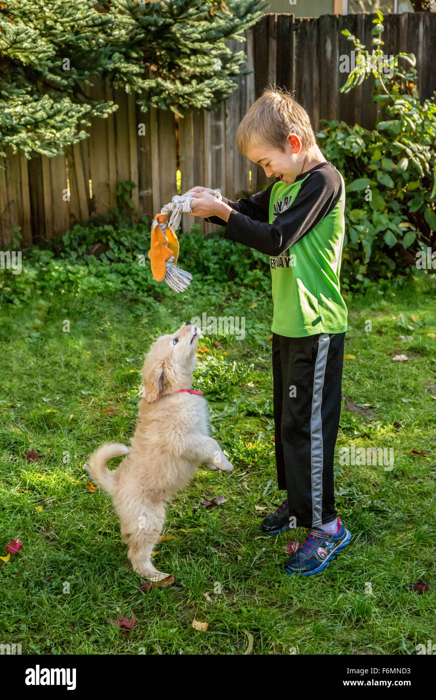 Sept ans, Garçon jouant avec un remorqueur dix semaines chiot Goldendoodle dans Issaquah, Washington, USA Banque D'Images