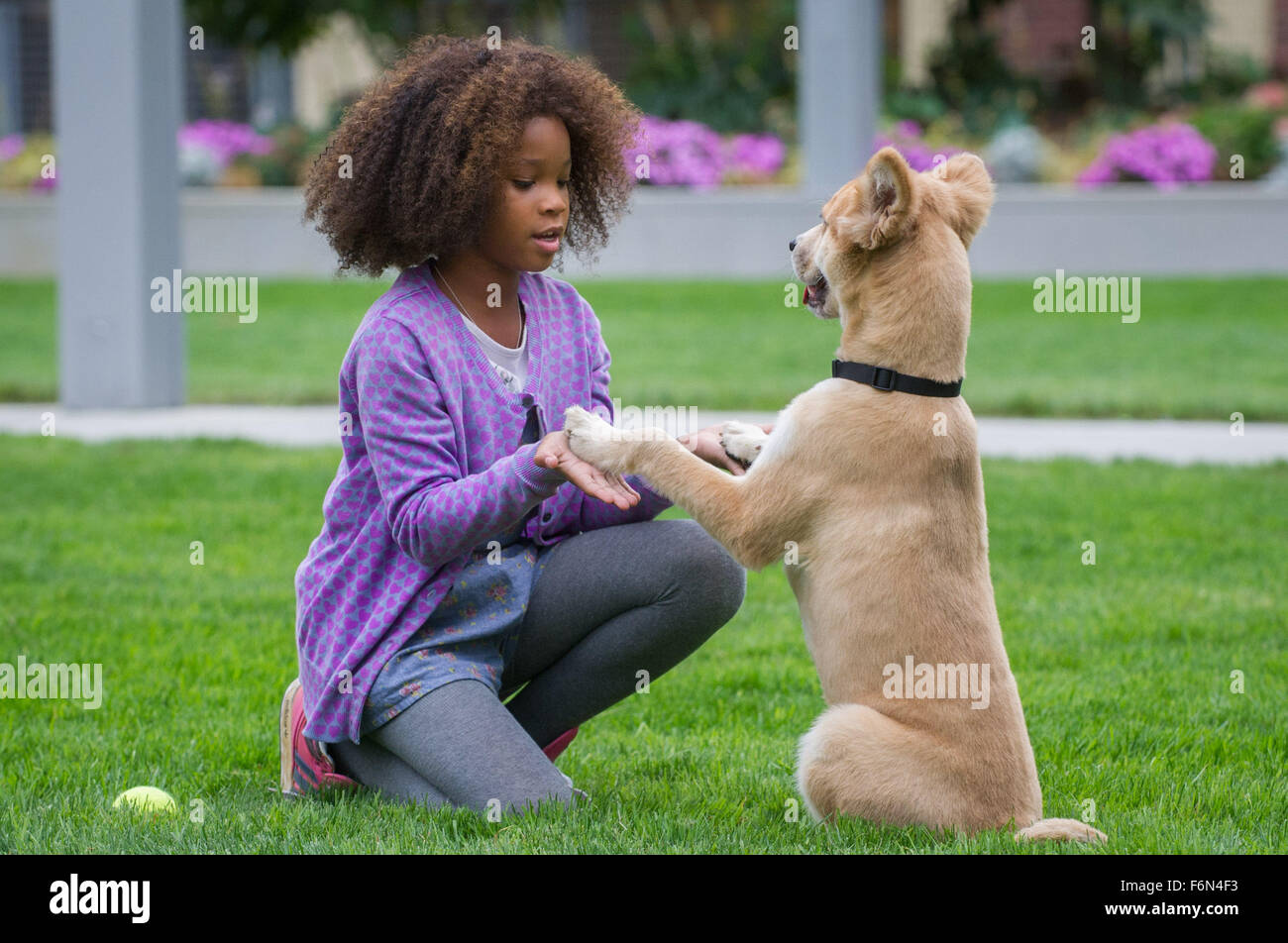 DATE DE SORTIE : Décembre 19, 2014 TITRE : Annie STUDIO : Columbia Pictures Réalisateur : Gluck PLOT : magnat des affaires et des piles sera candidat à la mairie lance une campagne à prendre dans Annie, une jeune fille qui vit avec sa mère de Miss Hannigan moyenne depuis que ses parents l'a quittée qu'un bébé sur la photo : QUVENZHANE WALLIS comme Annie (Credit : c Columbia Pictures/photos) Banque D'Images