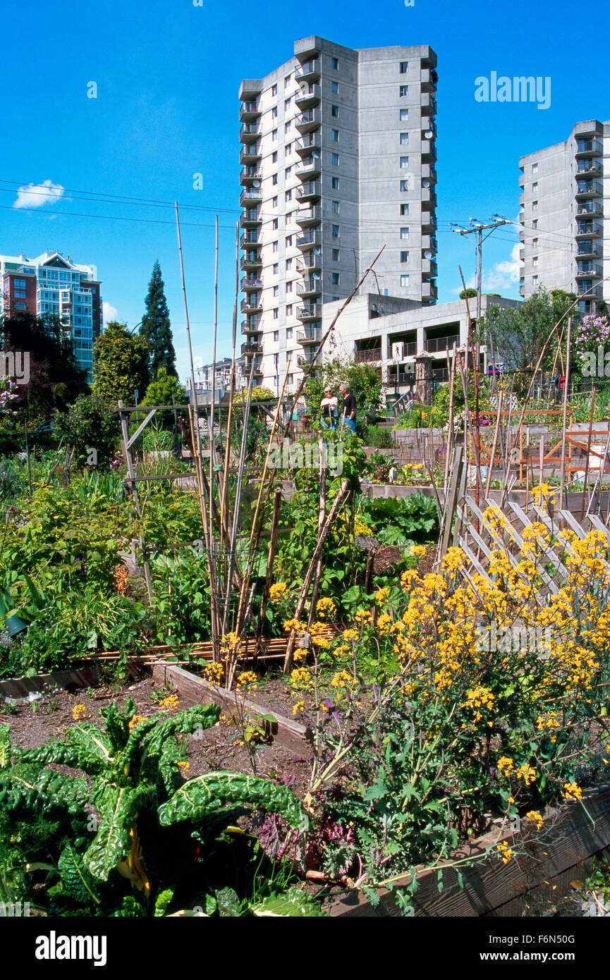 Jardin communautaire, les jardins urbains, de North Vancouver, en Colombie-Britannique, Colombie-Britannique, Canada - Ville durable, attribution de jardinage Printemps Banque D'Images
