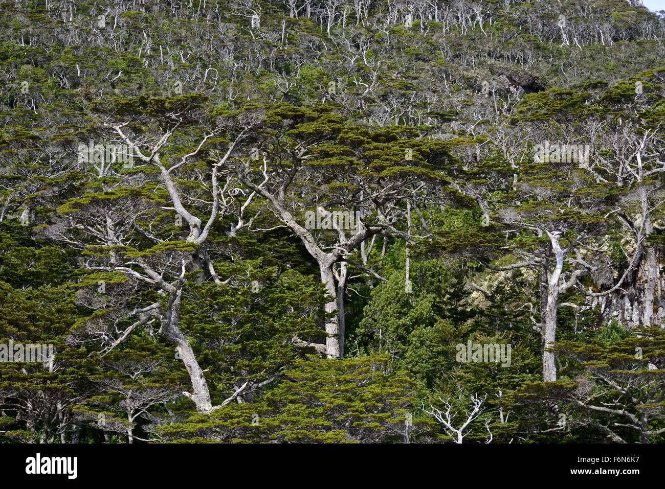 Humide typique et impénétrable de la structure en multicouches de hêtre vert et l'hiver de l'écorce de la forêt. Hoppner Bay. Un administré Banque D'Images