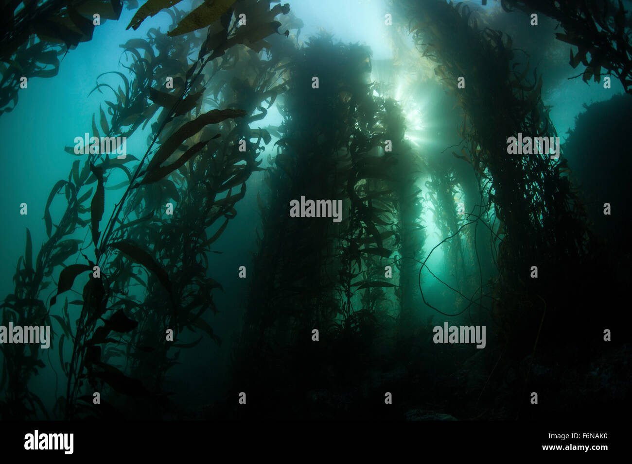 Varech géant (Macrocystis pyrifera) se développe sur la côte californienne. Les forêts de varech, qui croissent dans les régions tempérées du monde entier, prov. Banque D'Images