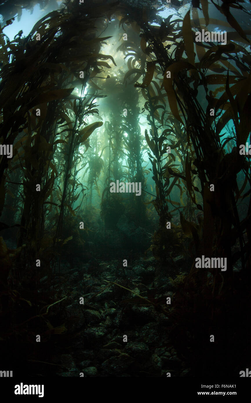 Varech géant (Macrocystis pyrifera) se développe sur la côte californienne. Les forêts de varech, qui croissent dans les régions tempérées du monde entier, prov. Banque D'Images