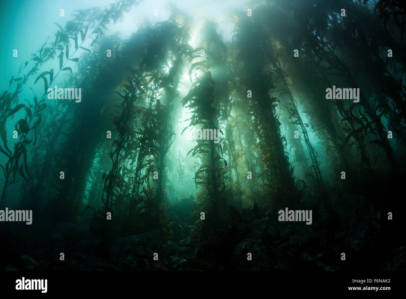 Varech géant (Macrocystis pyrifera) se développe sur la côte californienne. Les forêts de varech, qui croissent dans les régions tempérées du monde entier, prov. Banque D'Images