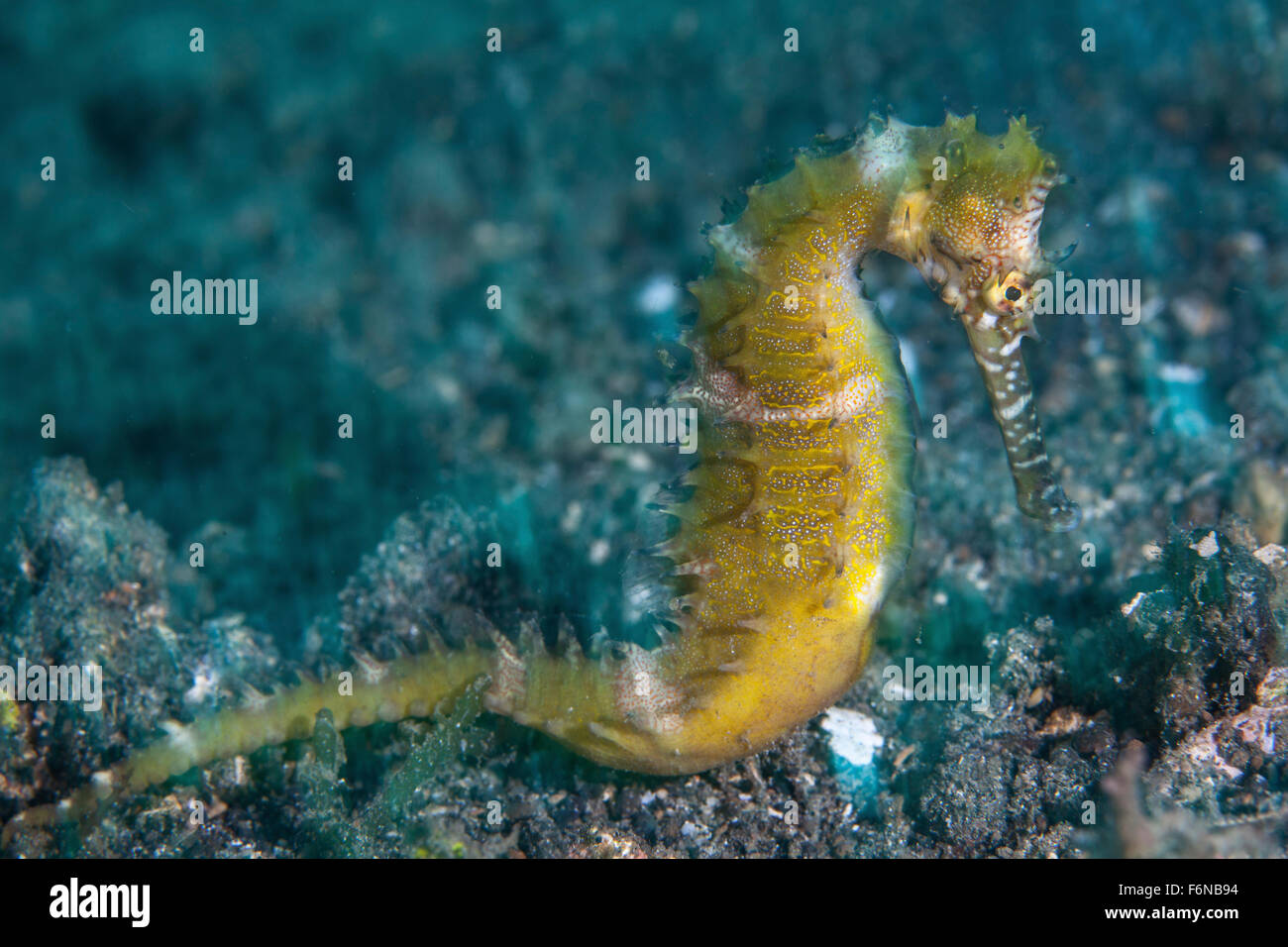 Une épineuse" (Hippocampus histrix) utilise un camouflage efficace pour se fondre dans son environnement sur le fond marin de Strai Lembeh Banque D'Images