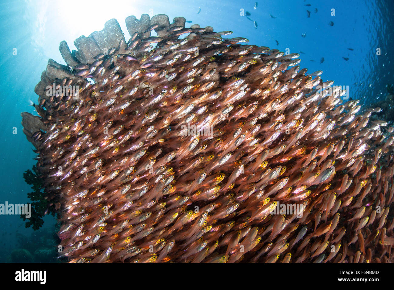 De l'école (ransonneti Parapriacanthus balayeuses d'or) en dessous de coraux sur un récif dans le Parc National de Komodo, en Indonésie. Banque D'Images