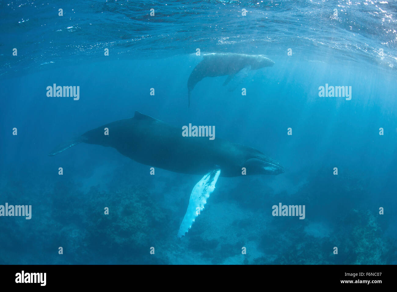 Une baleine à bosse (Megaptera novaeangliae) et son veau nager au-dessus du fond océanique dans la mer des Caraïbes. Les baleines à bosse migrent à la ca Banque D'Images