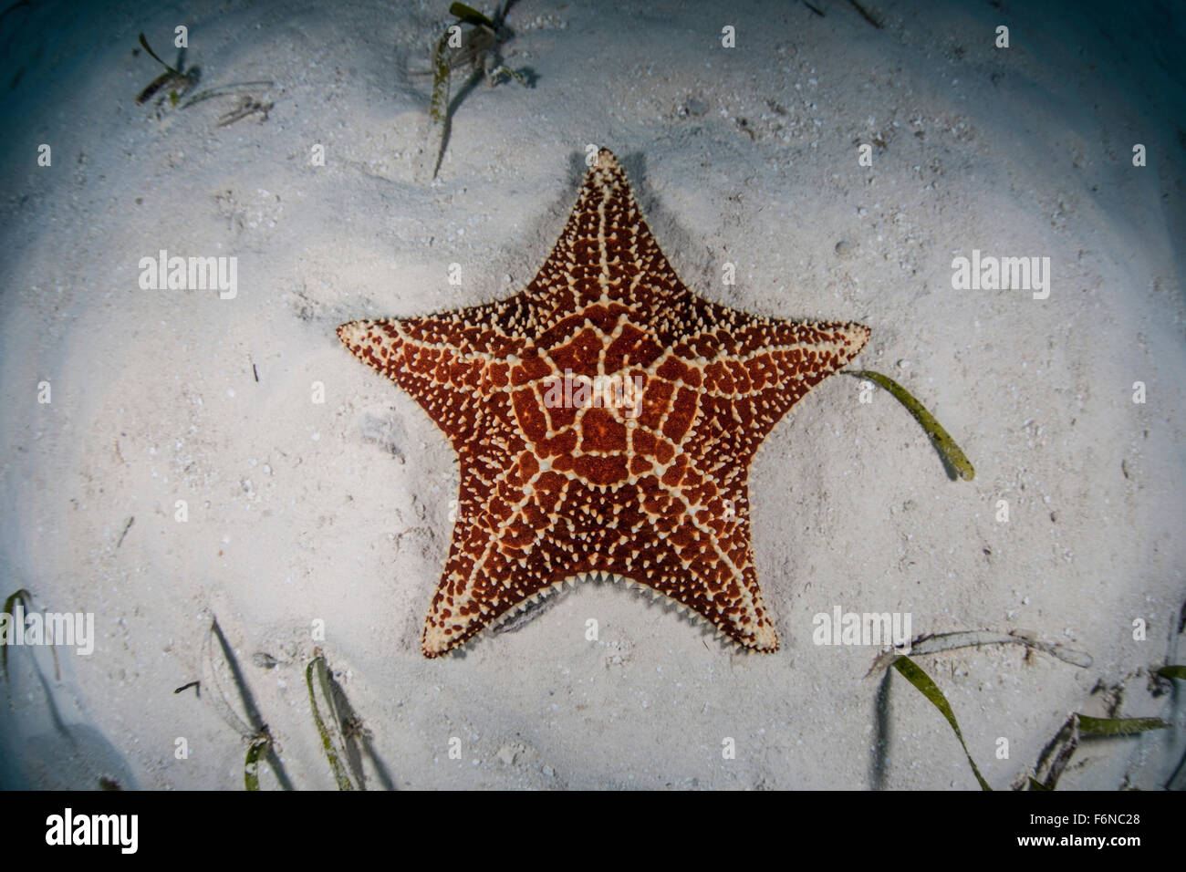 Une étoile de mer des Antilles (Oreaster reticulatus) rampe lentement sur un fond de sable et les herbiers marins de l'atoll de Turneffe, Belize. Ce Banque D'Images