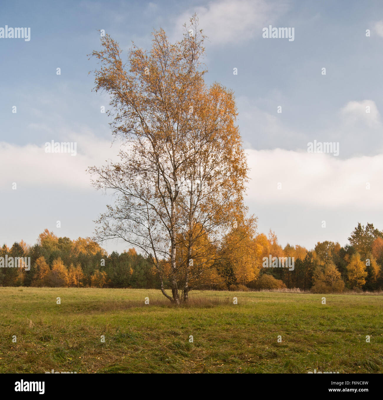 Bouleau colorés isolé sur prairie et forêt d'automne sur l'arrière-plan avec un ciel clair près de Plauen city en Saxe Banque D'Images