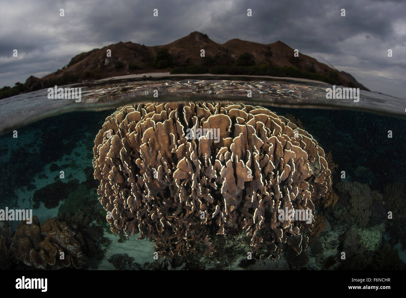 Les coraux fragiles poussent dans les eaux très peu profondes dans le Parc National de Komodo, en Indonésie. Cette partie du Triangle de Corail est connu pour Banque D'Images