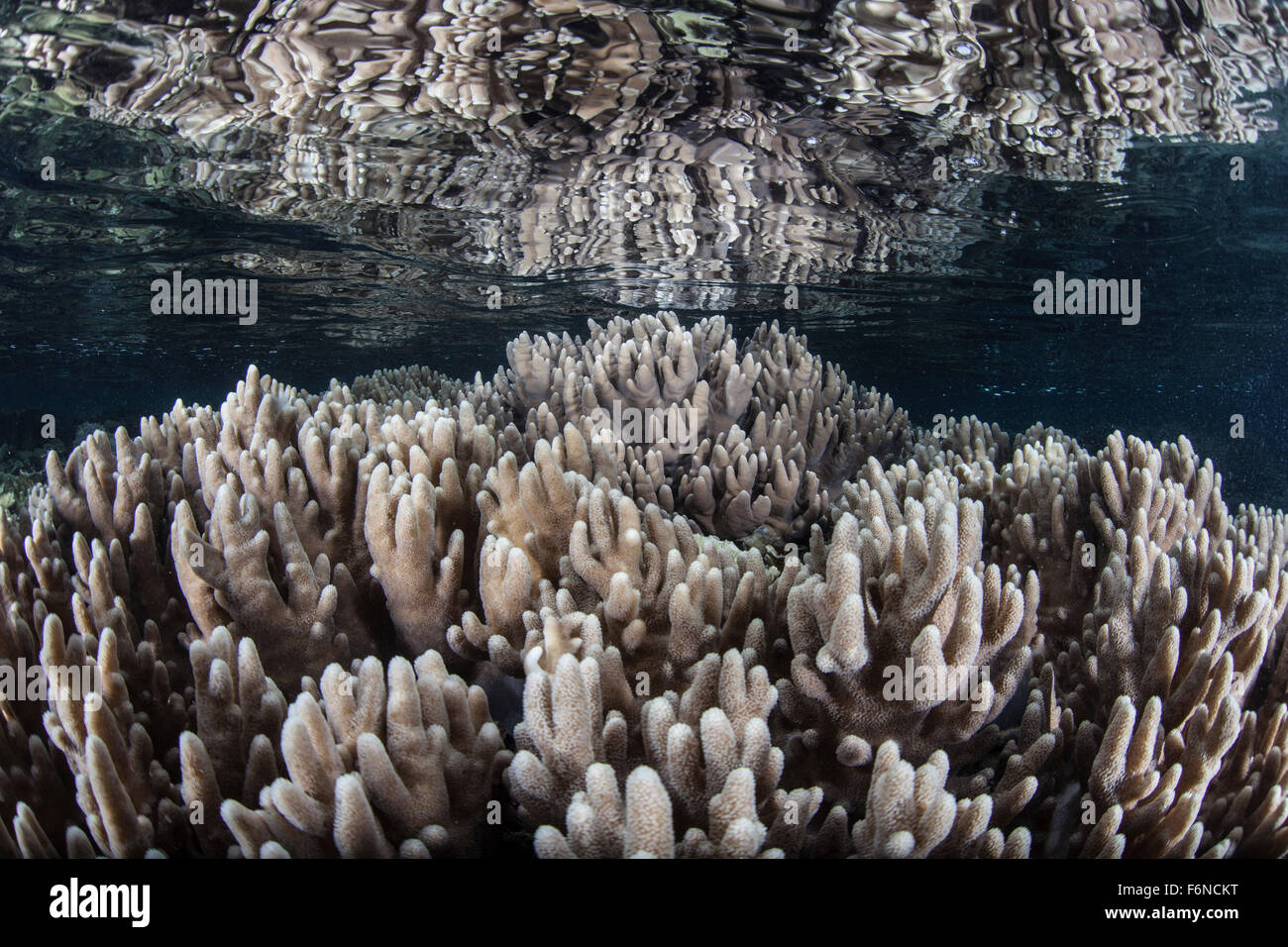 Les coraux mous croître dans les eaux peu profondes de Raja Ampat, en Indonésie. Cette région est connue comme le cœur du Triangle de Corail et maisons t Banque D'Images