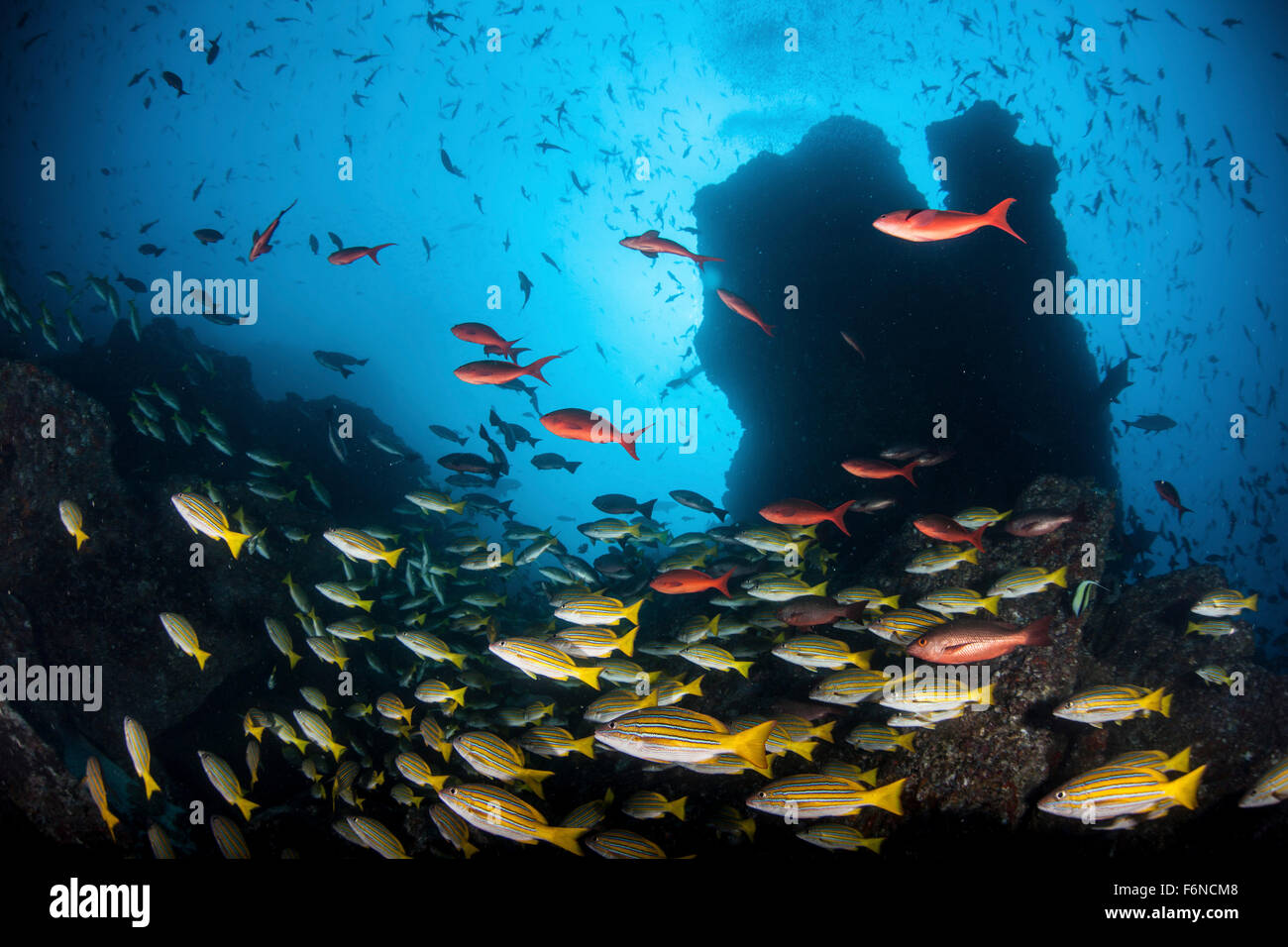 Poissons nager sur un récif près de l'île Cocos (Costa Rica). Cette télécommande, Pacific Island est célèbre pour ses poissons en bonne santé Banque D'Images