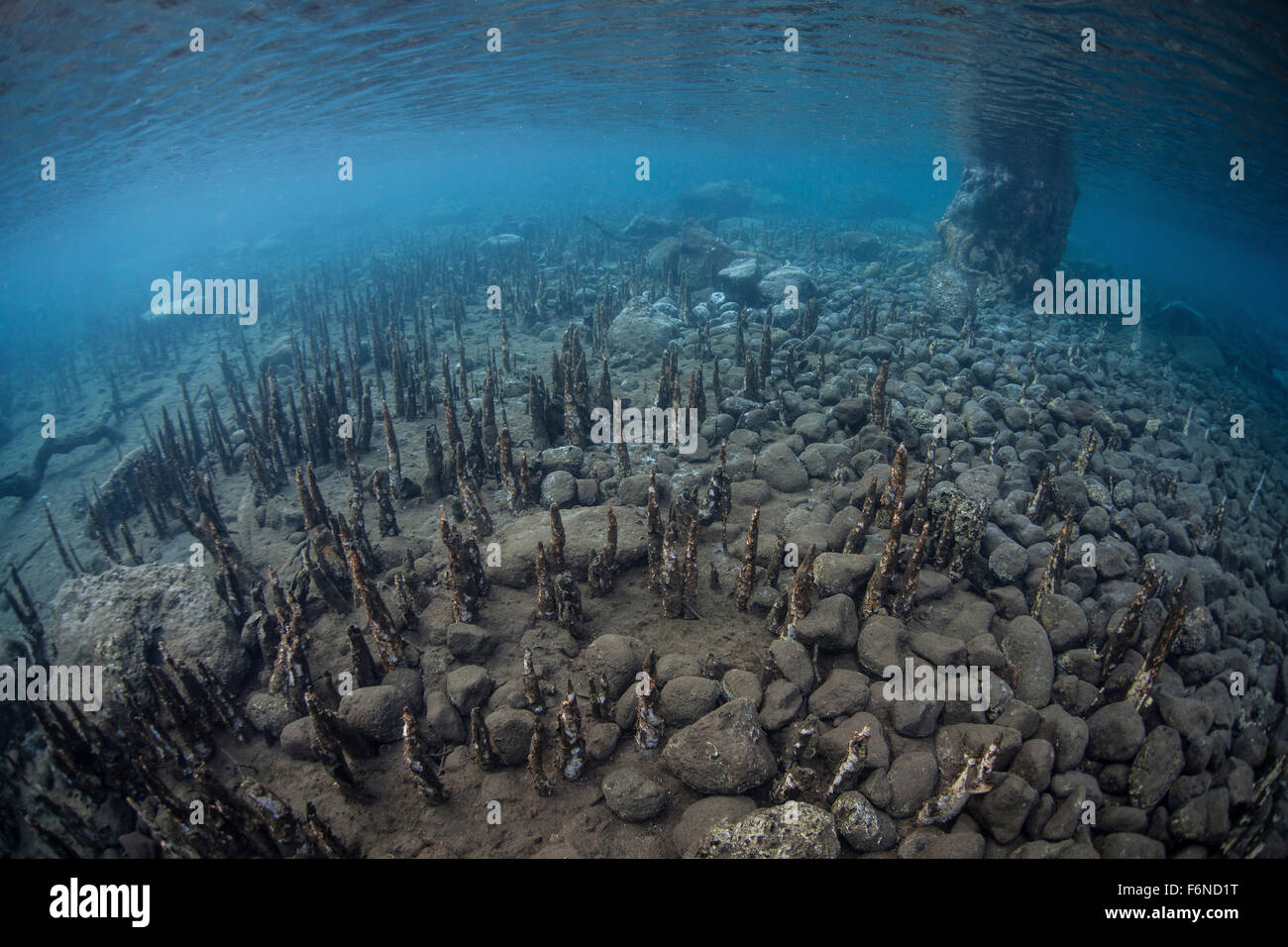 Les racines de mangrove spécialisées, appelées pneumatophores, montée à partir de la faible profondeur du fond d'une île en Indonésie. Ces racines act lik Banque D'Images