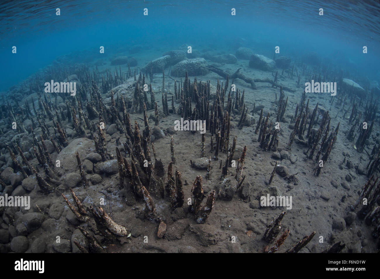 Les racines de mangrove spécialisées, appelées pneumatophores, montée à partir de la faible profondeur du fond d'une île en Indonésie. Ces racines act lik Banque D'Images