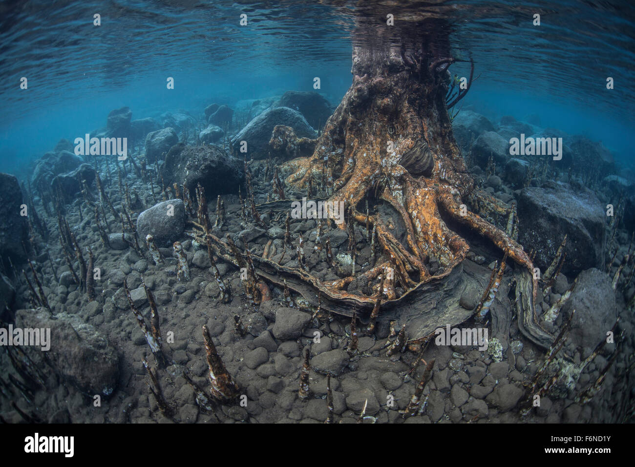 Les racines de mangrove spécialisées, appelées pneumatophores, montée à partir de la faible profondeur du fond d'une île en Indonésie. Ces racines act lik Banque D'Images