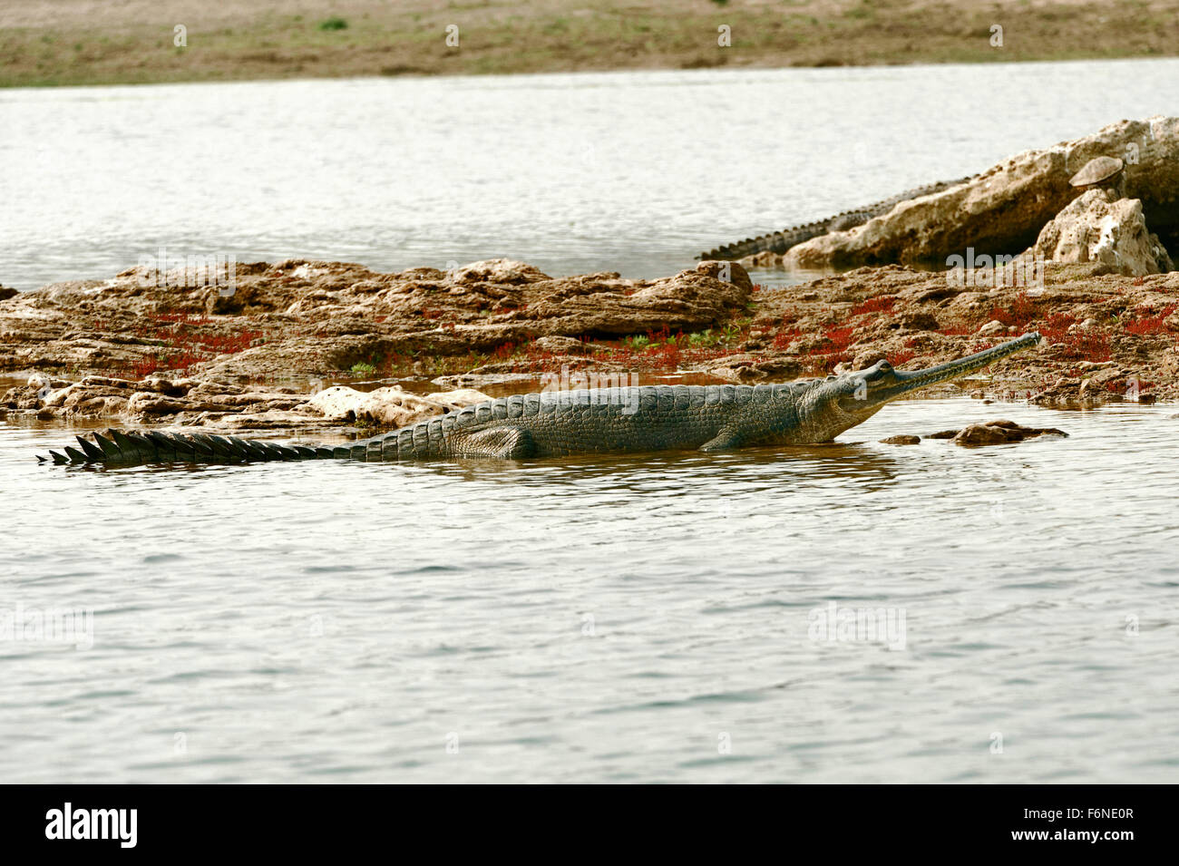 Gavialis gangeticus, gharial, gavial, poisson mangeant crocodile, inde, asie Banque D'Images