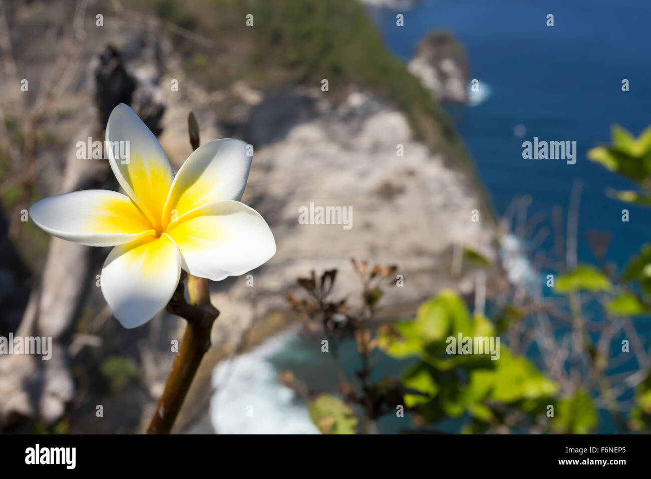 Fleurs sauvages, spa frangipani blanc fleur tropicale, plumeria flower blooming sur arbre, Manta Point, Bali, Nusa Penida Indonésie Banque D'Images