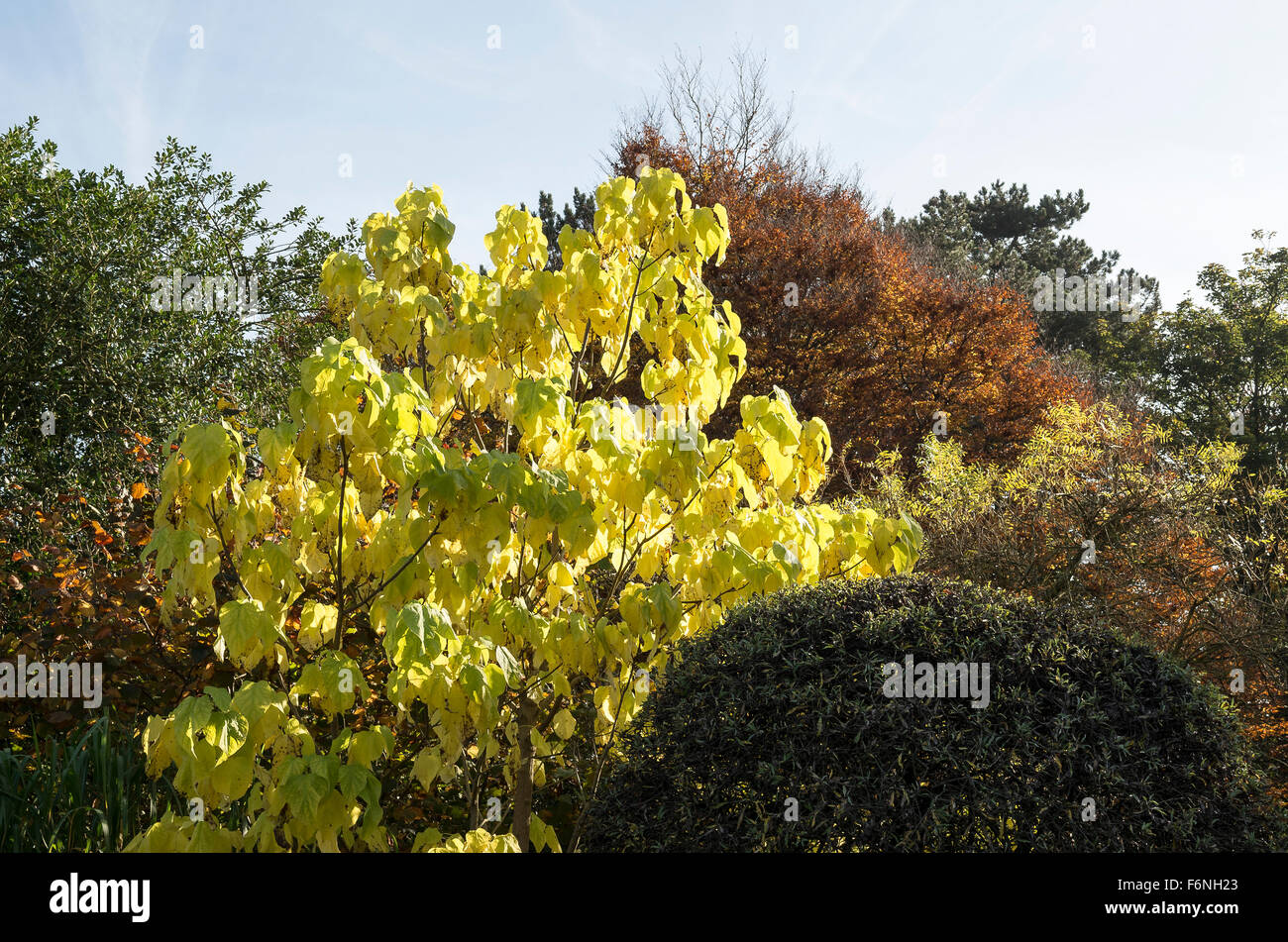 Feuillage de l'automne de mûrier dans un jardin anglais Banque D'Images