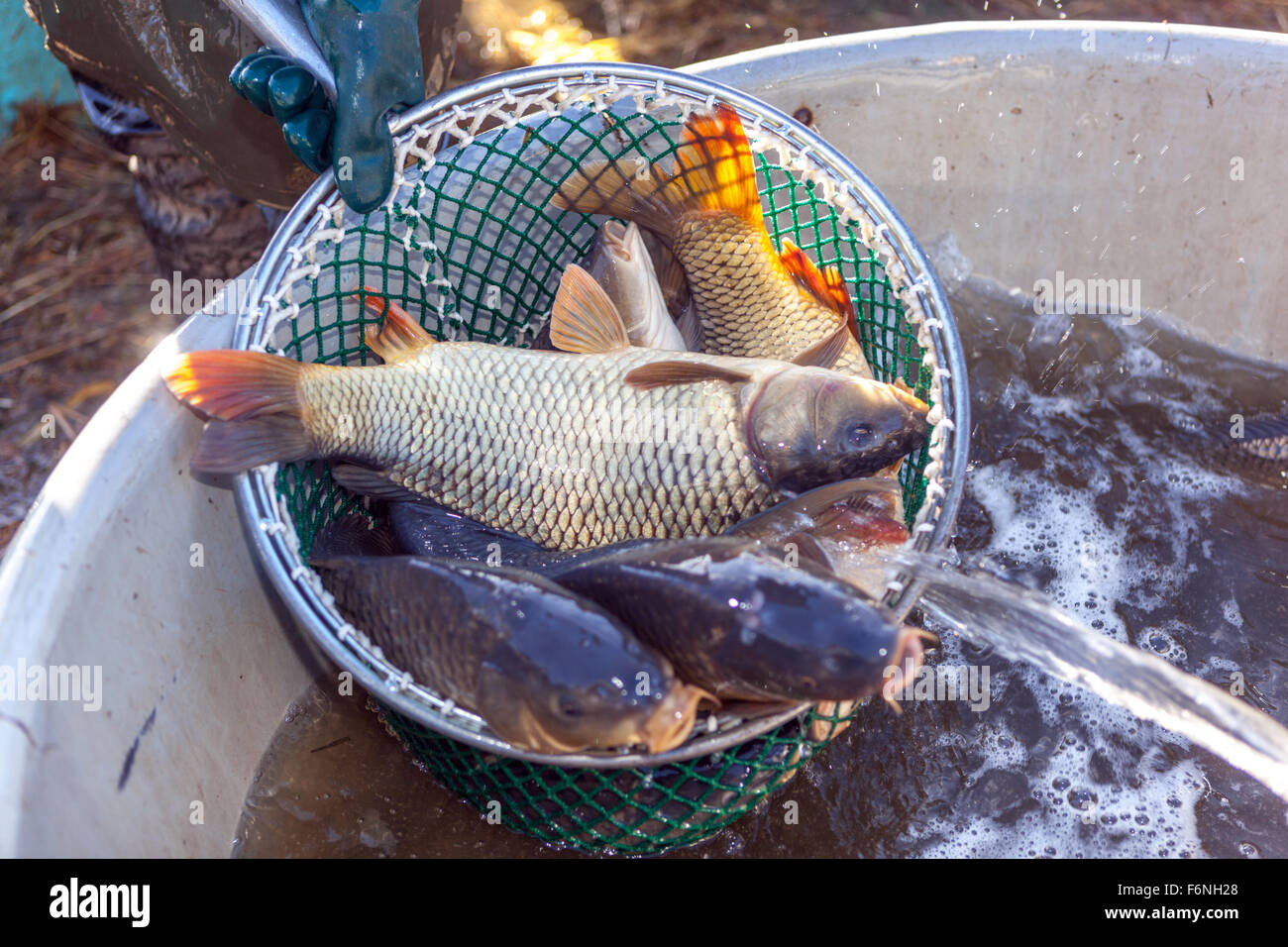 Carpes dans le filet de débarquement de poissons récolte traditionnelle de carpe tchèque étang Bosilec. Bohême du Sud, République tchèque Fish Scoop Banque D'Images Carpes dans le filet de débarquement de poissons récolte traditionnelle de carpe tchèque étang Bosilec. Bohême du Sud, République tchèque Fish Scoop Banque D'Images