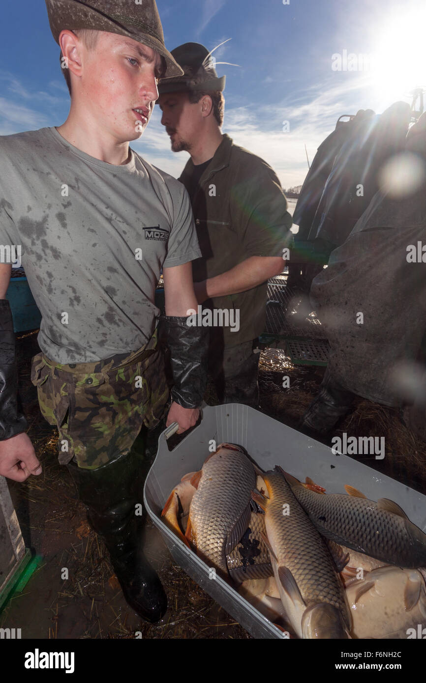 Les prises des pêcheurs de carpes, les récoltes traditionnelles de République tchèque pour la carpe de l'étang. Bosilec Marché de Noël La Bohême du Sud, République Tchèque Banque D'Images