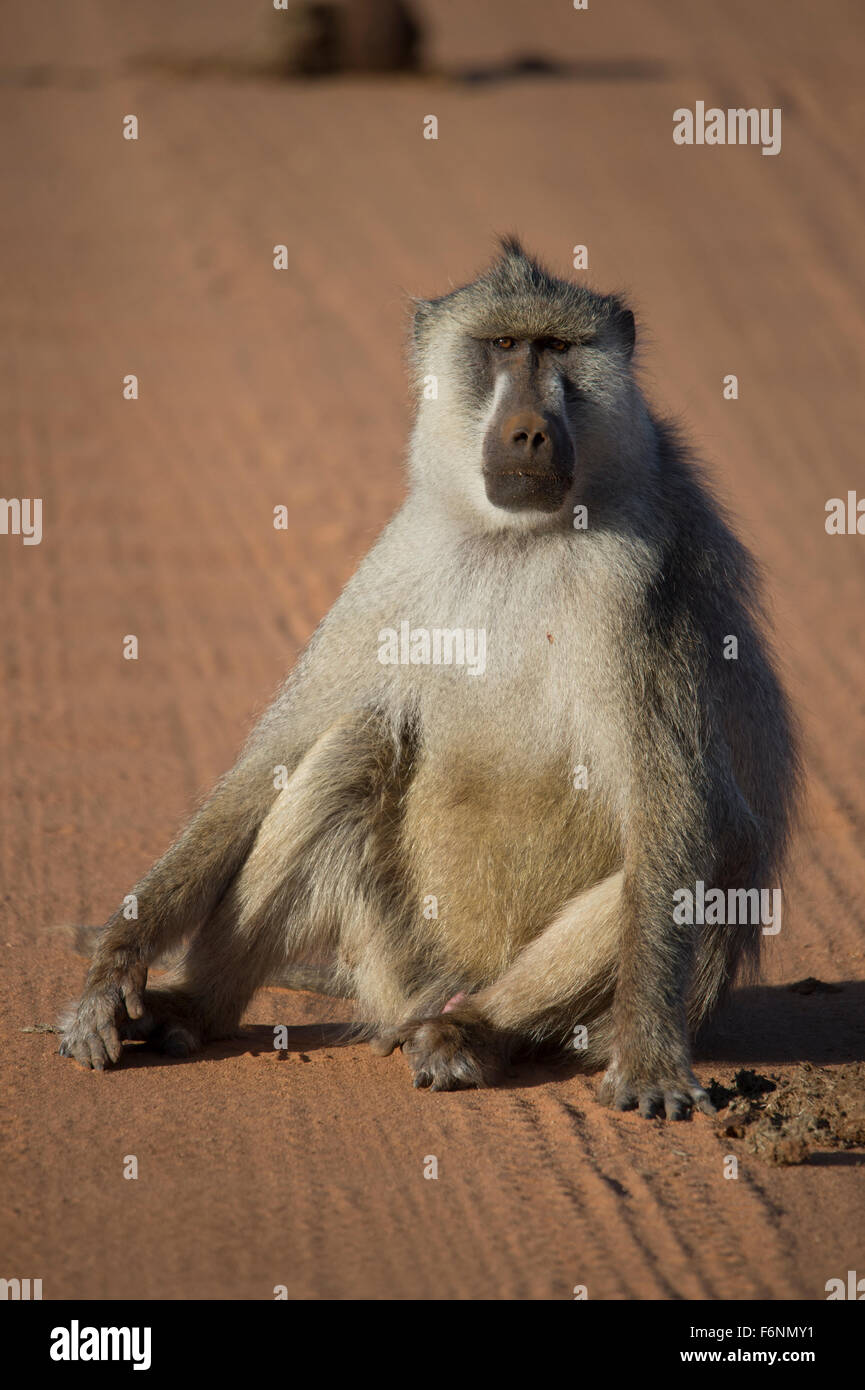 Le babouin, assis sur chemin de terre, l'Est de Tsavo national park, Kenya Banque D'Images