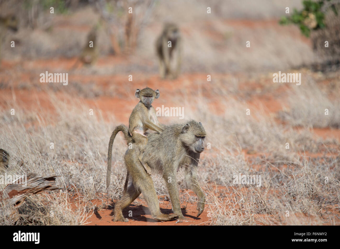 Le babouin, mère de cub, l'Est de Tsavo national park, Kenya Banque D'Images