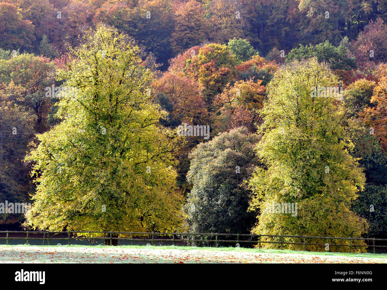 Argent - Chiltern Hills - voir - plusieurs teintes de l'automne dans les arbres - russet - brown - verts - oblique du soleil - Des ombres Banque D'Images