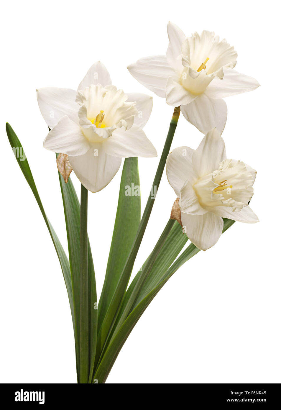 Fleurs de narcisses tête isolated on white Banque D'Images