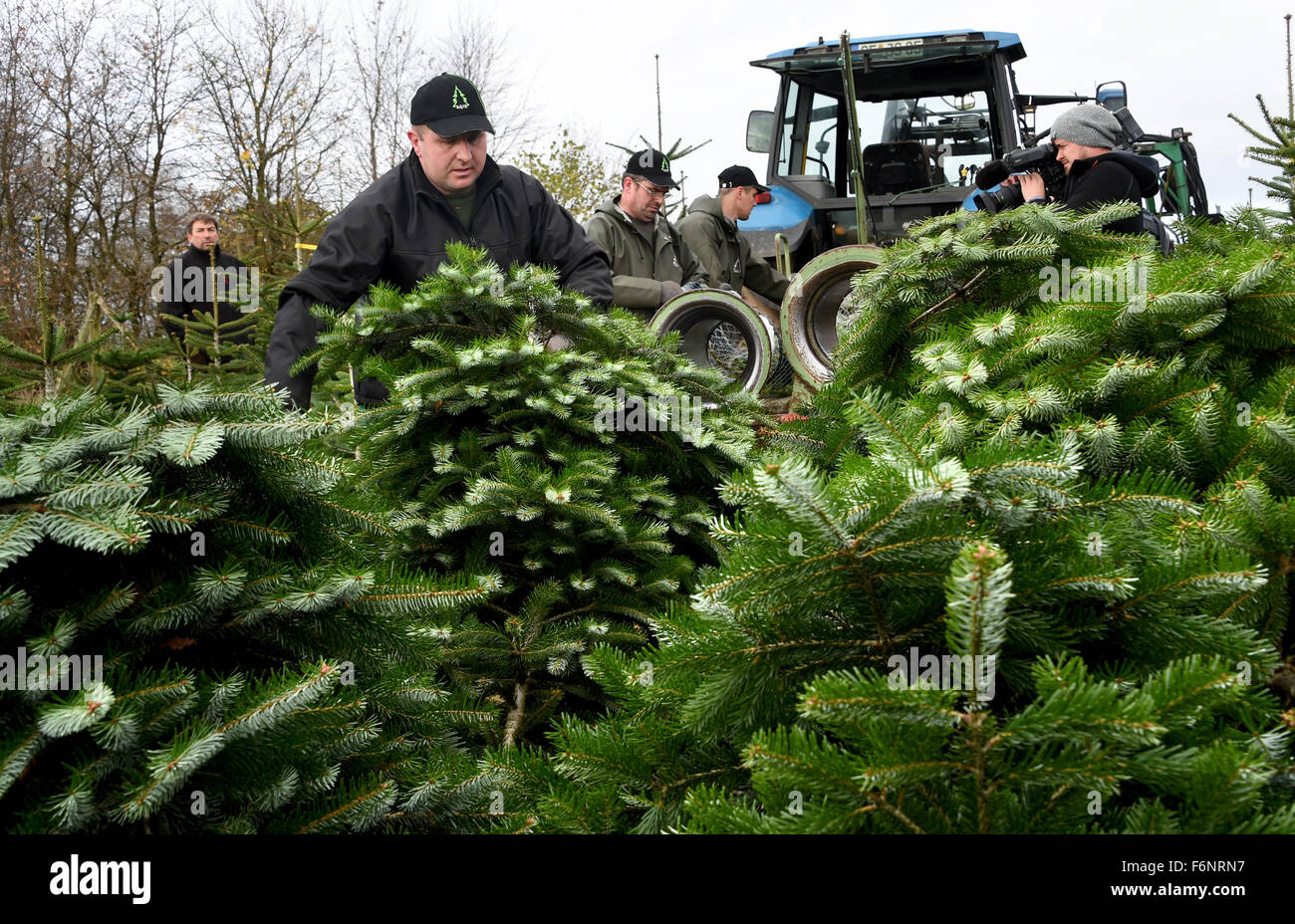 Rostock, Allemagne. 18 Nov, 2015. Helpers envelopper les arbres de Noël fraîchement coupé à Rostock, Allemagne, 18 novembre 2015. L'arbre de noël saison a officiellement commencé à Schleswig-Holstein. Il y a environ 200 producteurs d'arbres de Noël dans le nord qui ont planté autour de un million d'arbres - en particulier les sapins Nordmann. Photo : Carsten REHDER/dpa/Alamy Live News Banque D'Images