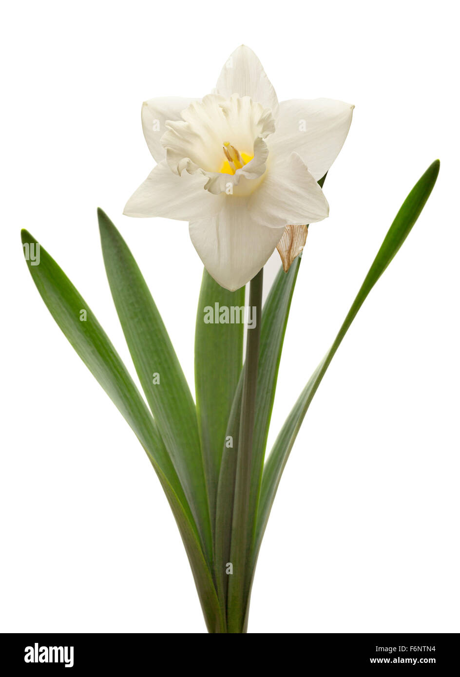 Fleurs de narcisses tête isolated on white Banque D'Images