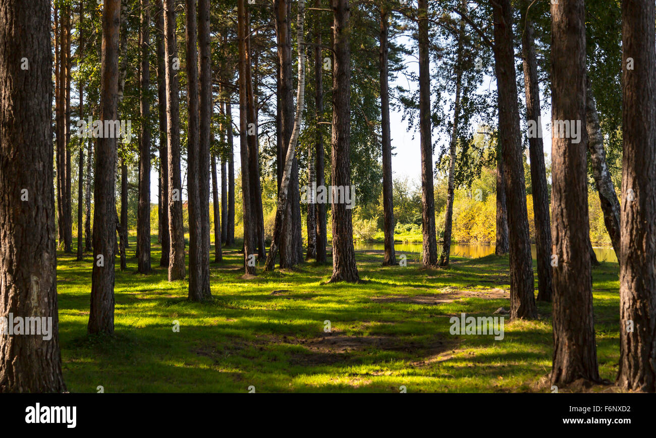 Journée ensoleillée à l'ombre des forêts de pins et l'herbe verte incroyable Banque D'Images