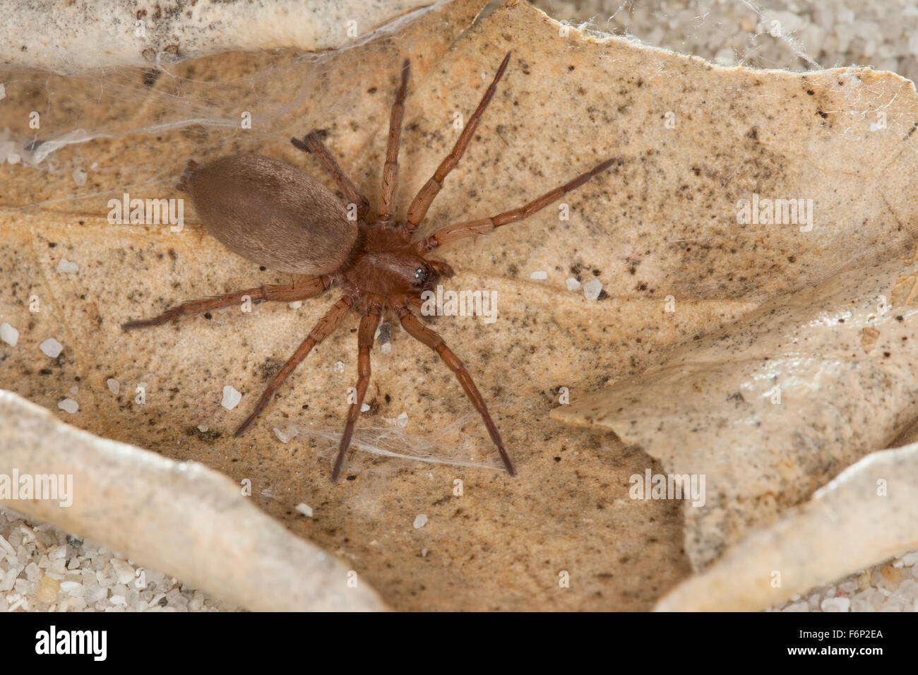 L'araignée de pierre, Souris, araignée araignée au sol, Glattbauchspinne Plattbauchspinne Glattbauch-Spinne,,, cf. Drassodes lapidosus Banque D'Images
