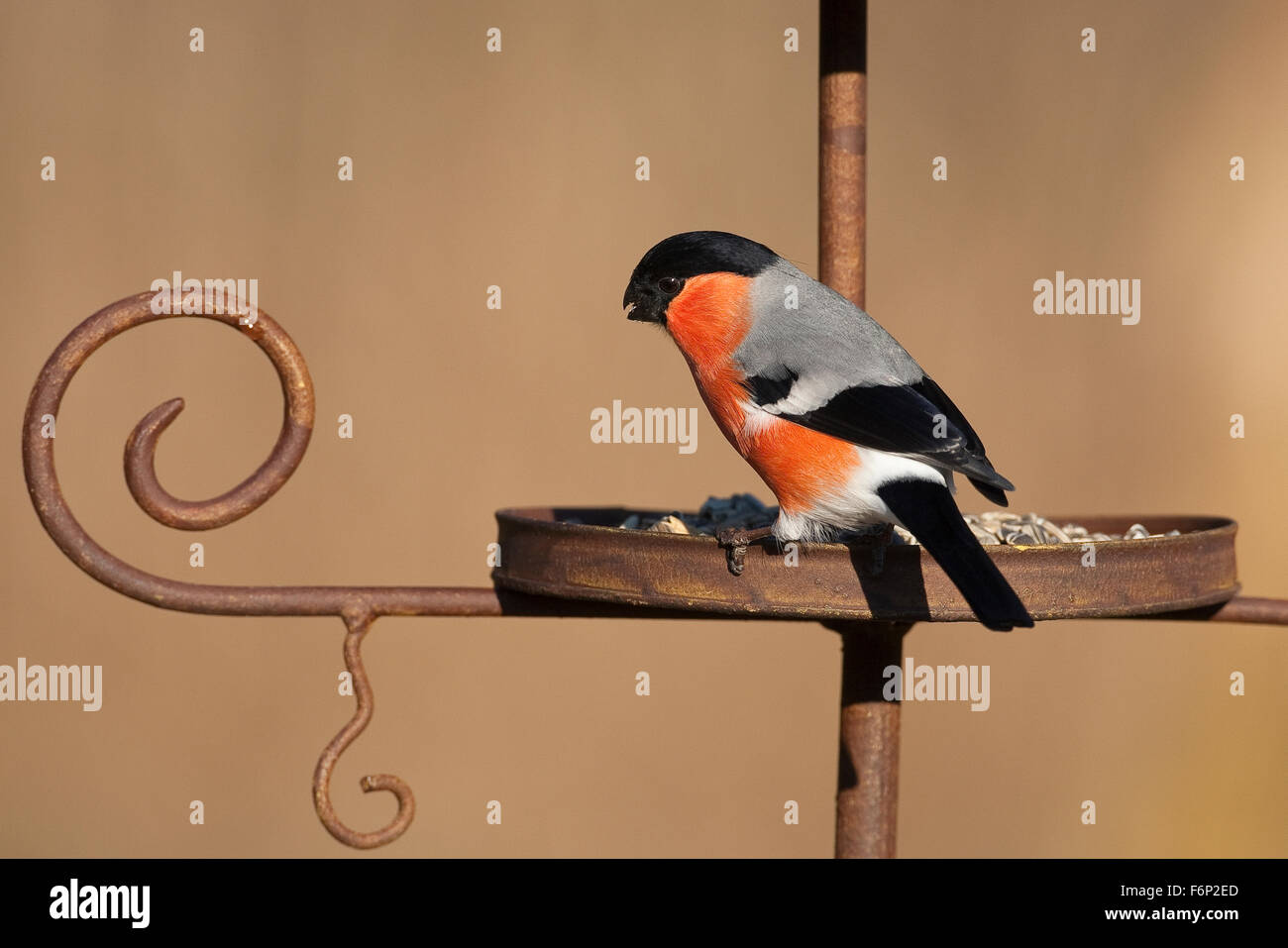 Canard colvert, homme, Gimpel, Dompfaff, Männchen, Vogelfütterung Winterfütterung Pyrrhula pyrrhula,,, Bouvreuil pivoine Banque D'Images