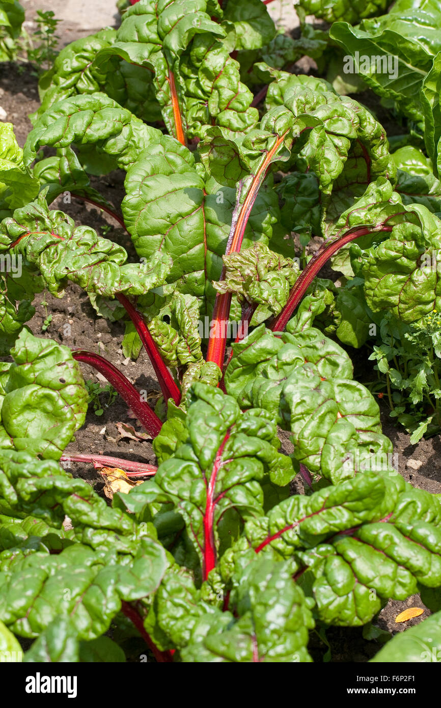 Betterave Betterave Feuille, feuillage, Mangold 'Rhubarbe Chard', Blatt-Mangold Schnitt-Mangold,, Beta vulgaris cicla Banque D'Images