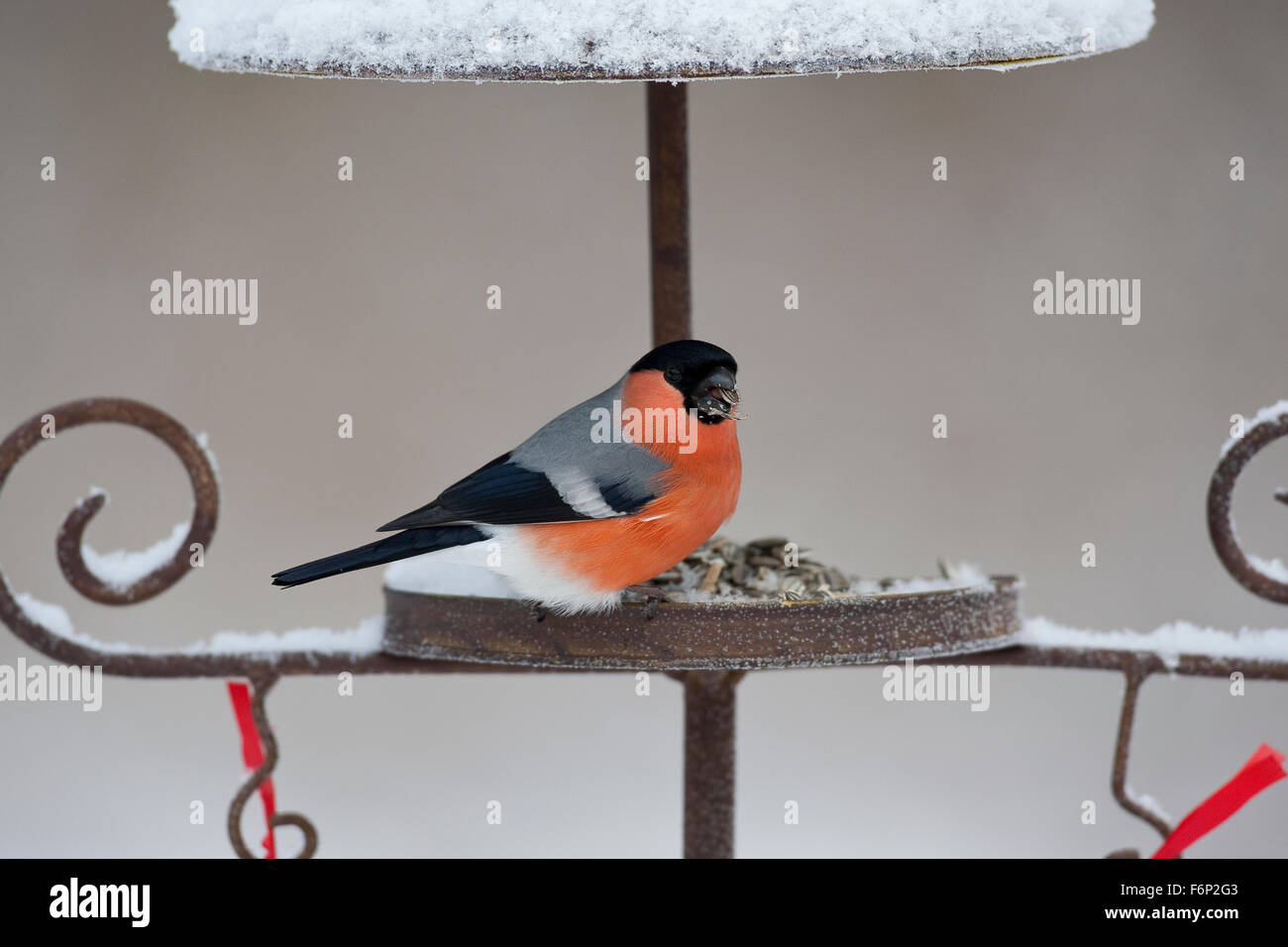 Canard colvert, homme, Gimpel, Dompfaff, Männchen, Vogelfütterung Winterfütterung Pyrrhula pyrrhula,,, Bouvreuil pivoine Banque D'Images
