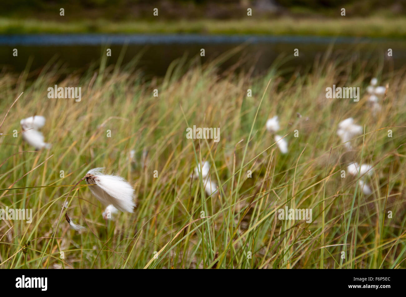 La Linaigrette commune (Eriophorum angustifolium) Banque D'Images