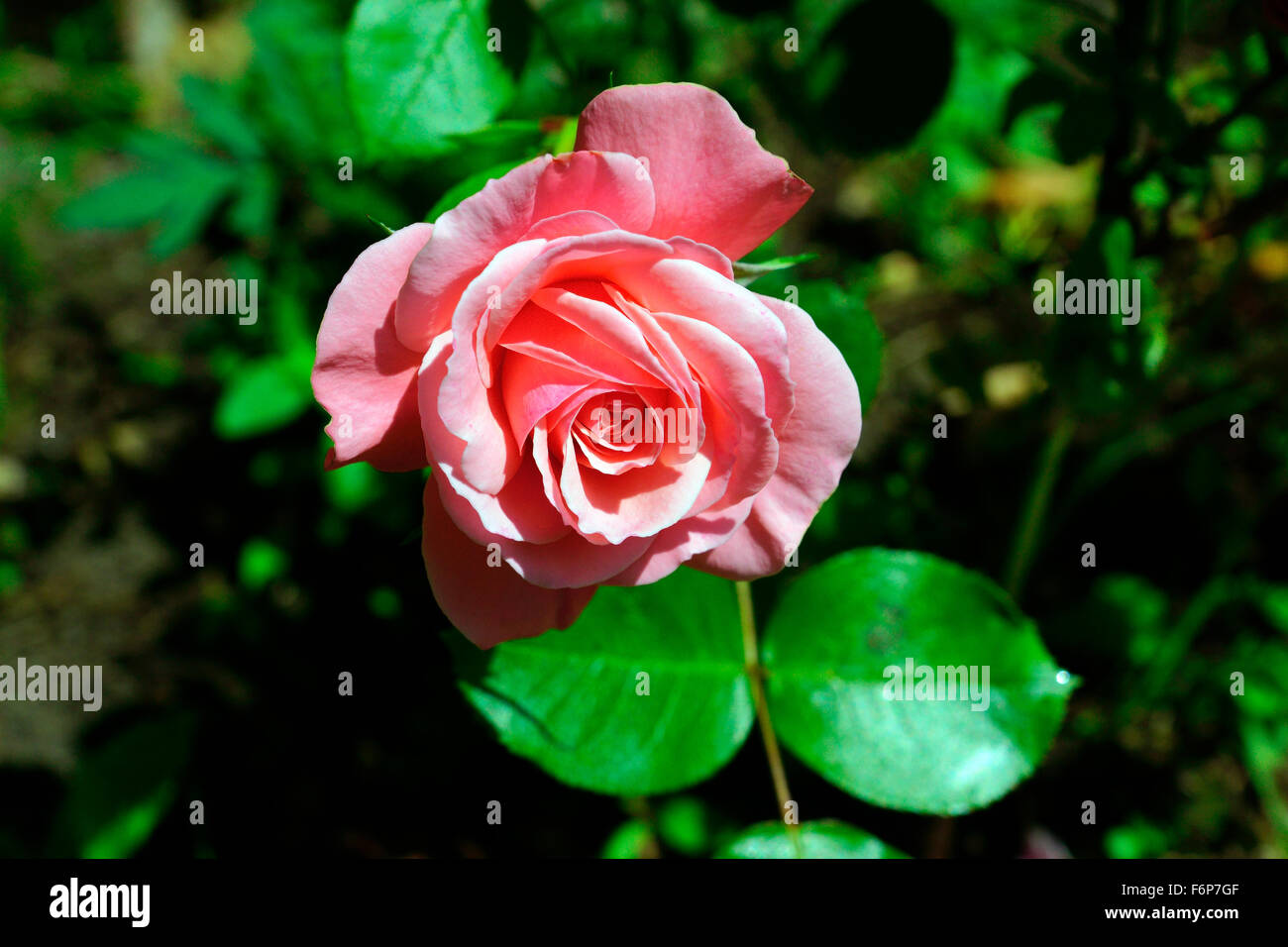 JARDIN ROSE Banque D'Images