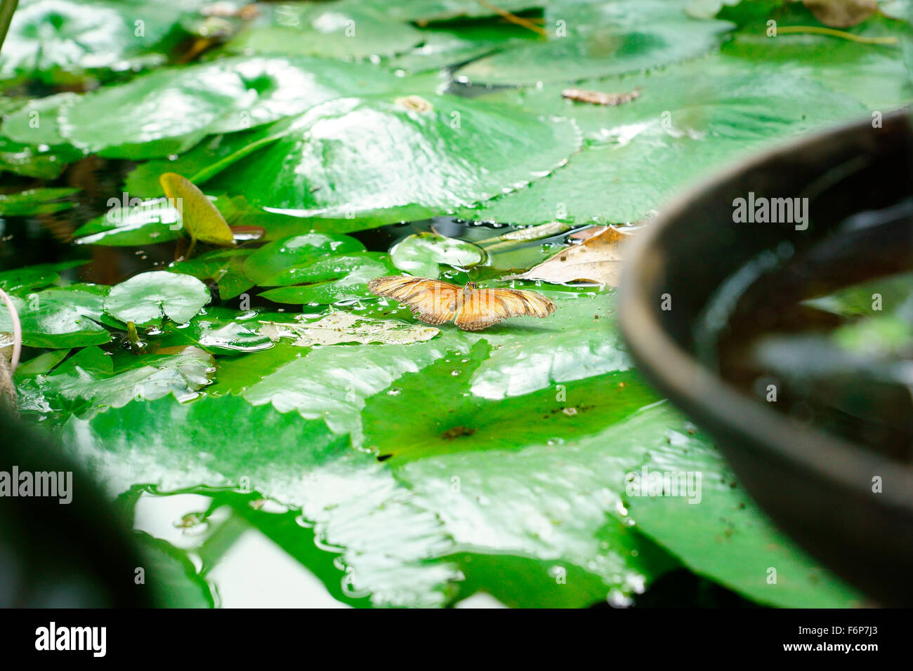 Le Dryas IULIA PAPILLON SUR LILY'S Banque D'Images