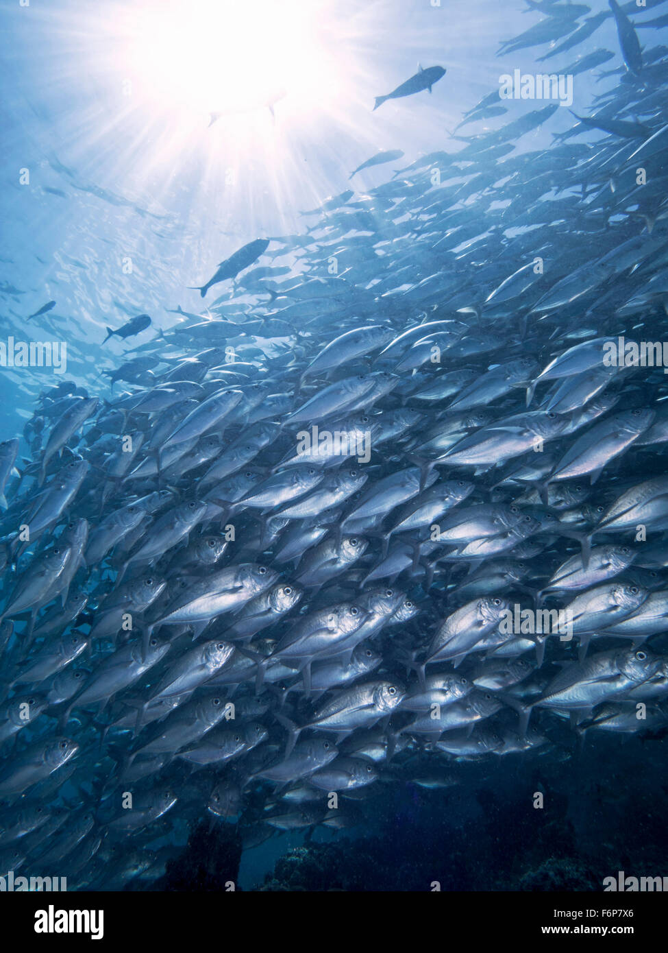 L'école de natation de Jackfish sous le soleil à Sipadan Banque D'Images