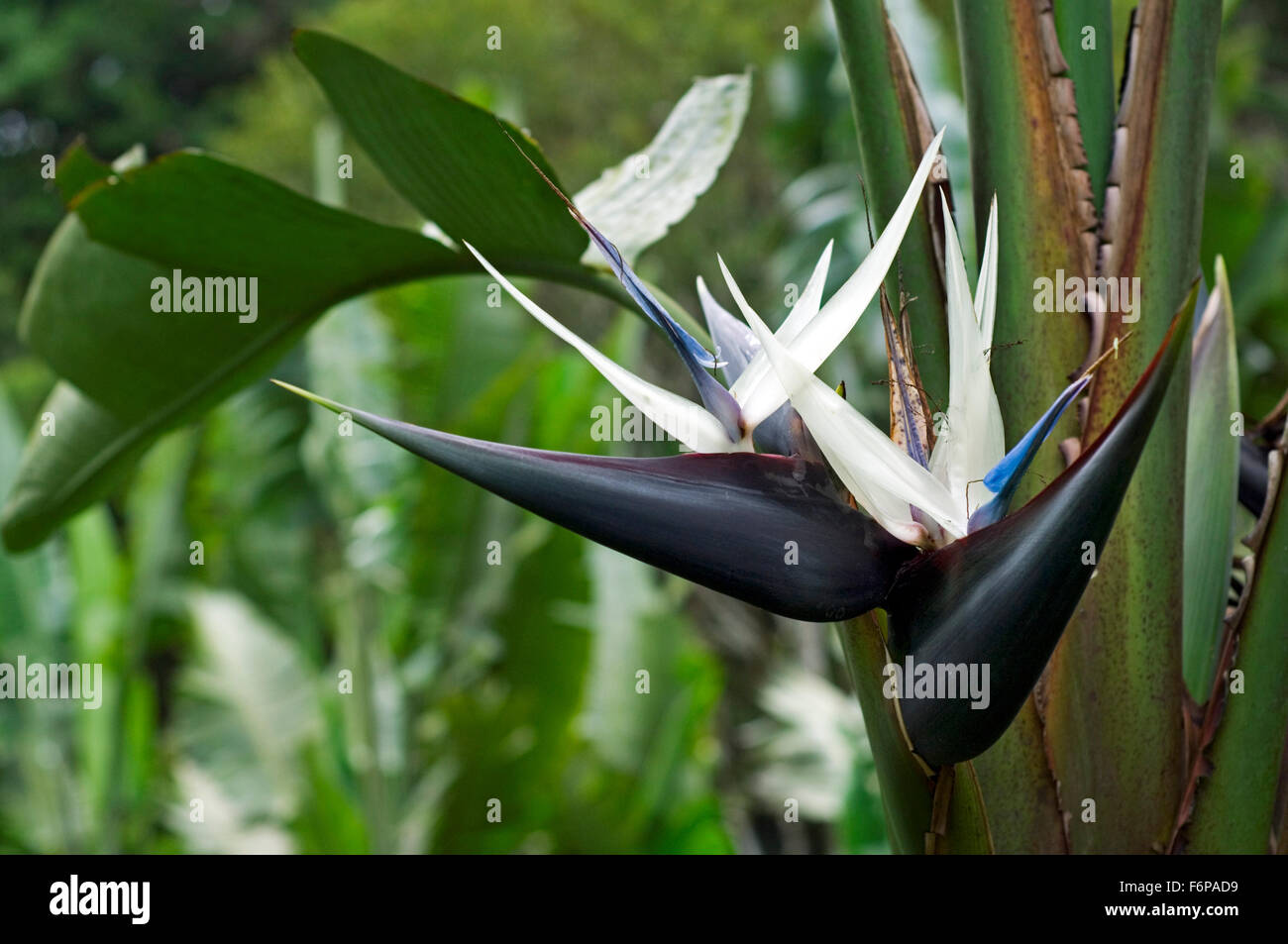 Oiseau Du Paradis Blanc