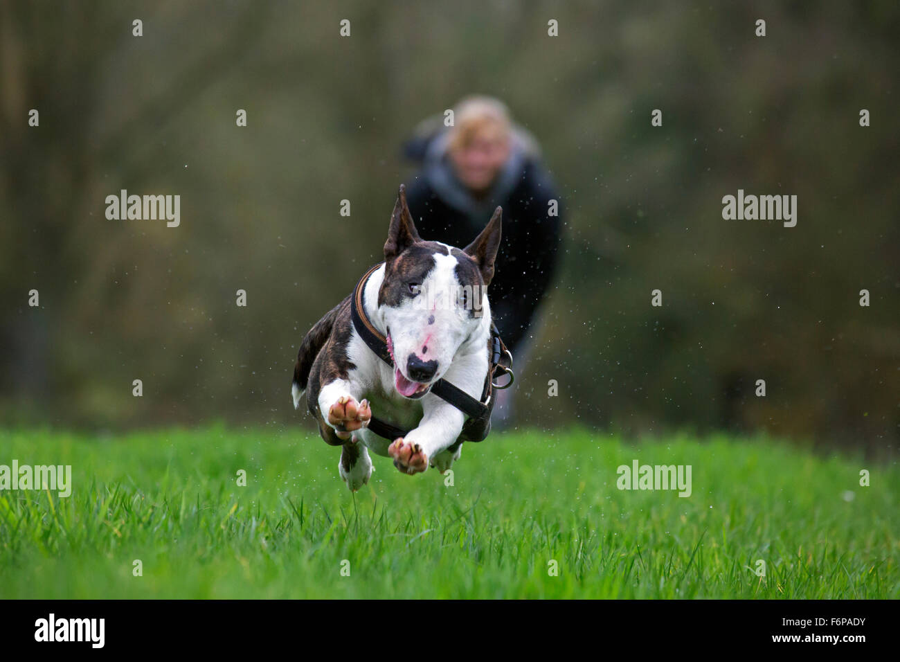 Heureux bull terrier running in garden Banque D'Images