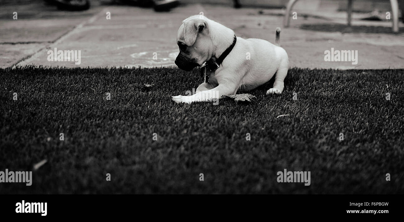 Chiot dans le jardin Banque D'Images