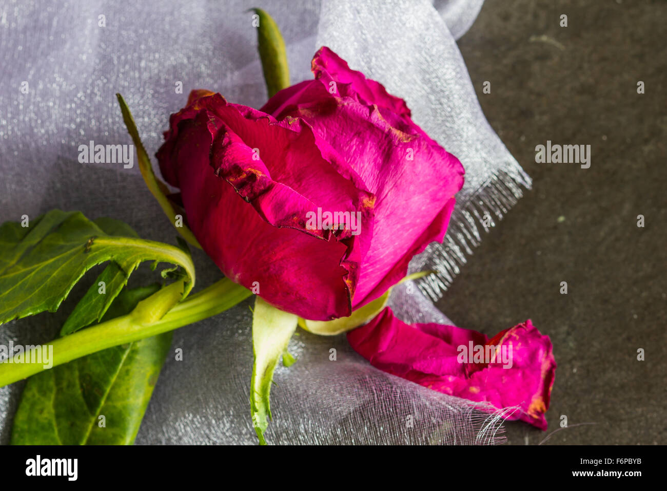 Rose fanée, mousseline rose rouge sur fond de noce. Close-up, copy space, selective focus Banque D'Images