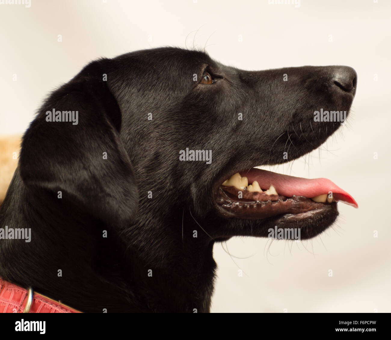 Headshot Profil d'un Labrador noir Banque D'Images