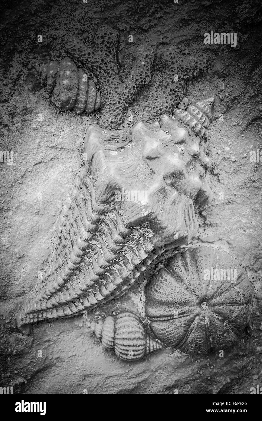 Artistique à la main-d'art 3 Reproduction de coquillages, étoiles de tétrodons, & corail en résine de texture Banque D'Images