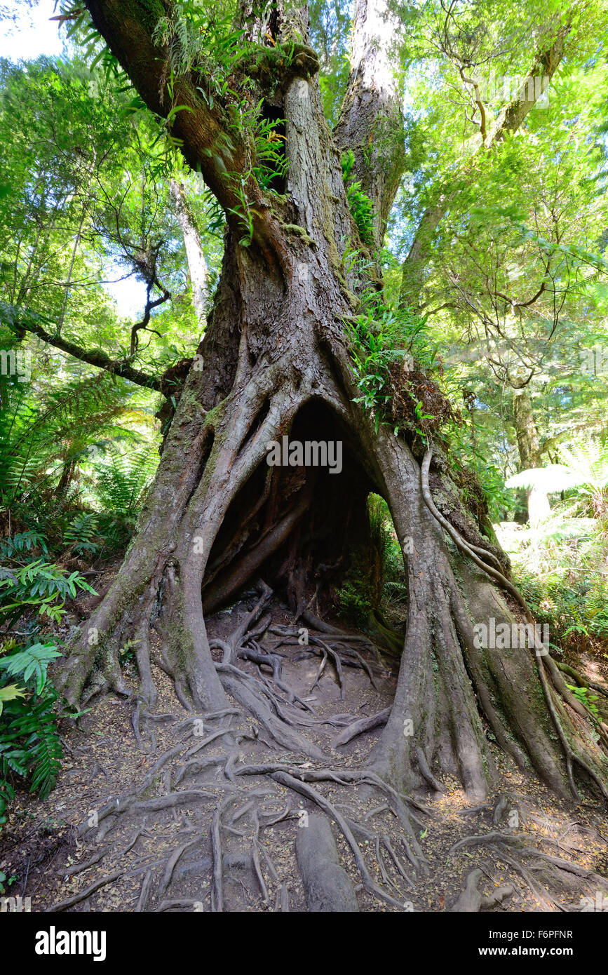Arbre à Maits Rest, Grand oatway Parc national dans l'État de Victoria en Australie. Banque D'Images