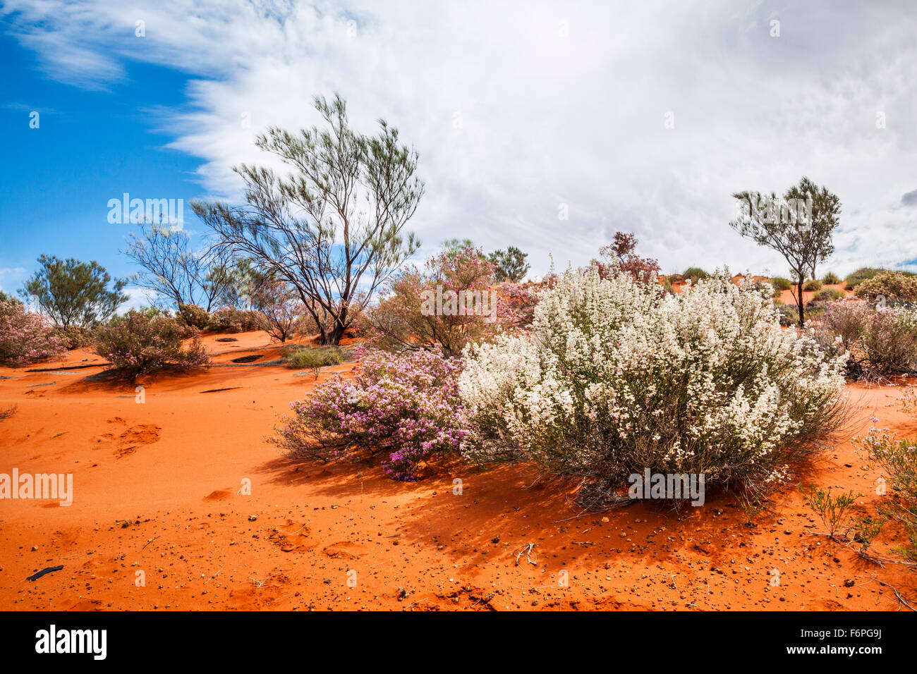 L'Australie, Australie occidentale, Gascoyne, arbustes en fleurs de printemps sur les dunes de sable rouge à Burret Road dans la zone du golfe d'Exmouth Banque D'Images