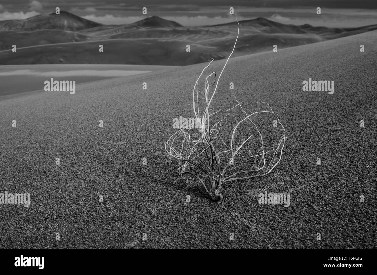 Image en noir et blanc de tumbleweed dans les hautes dunes de sable Banque D'Images